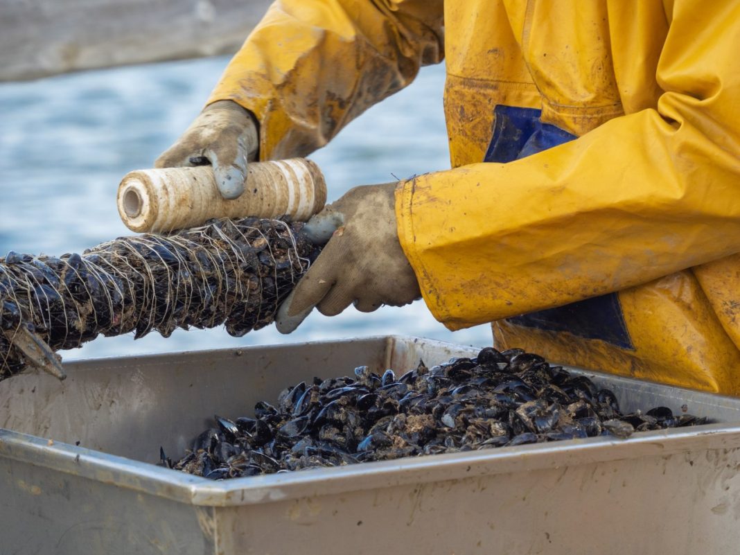 Un homme travaillant dans un élevage de moules